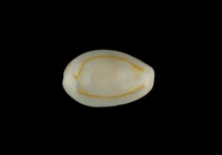 藏品(金環寶螺)的圖片